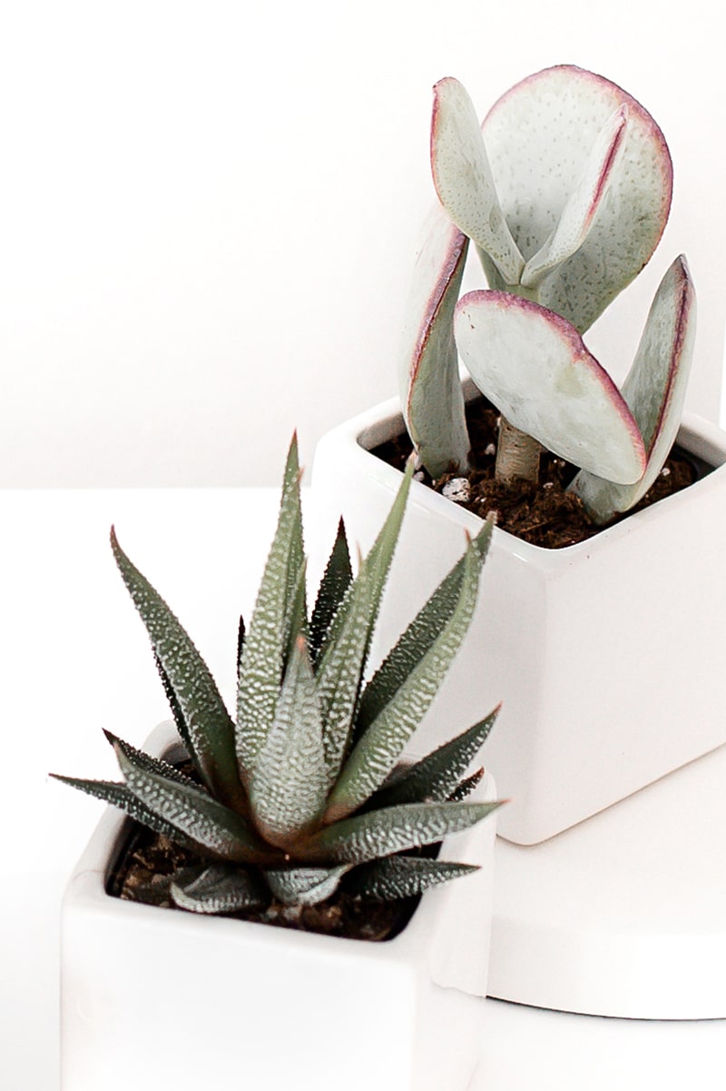 plants in pots